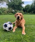 Einrichtungshund Finn